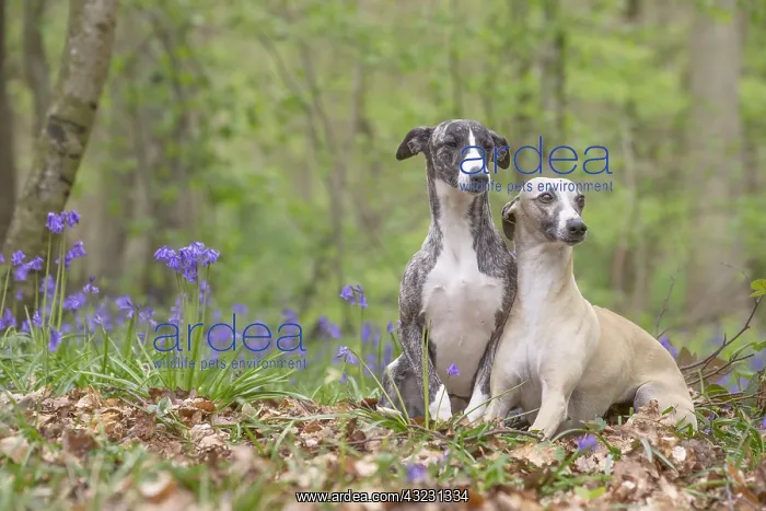  : Whippet Dog