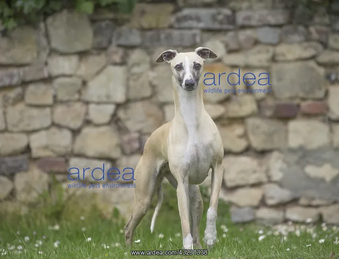  : Whippet Dog