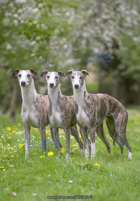  : Whippet Dog