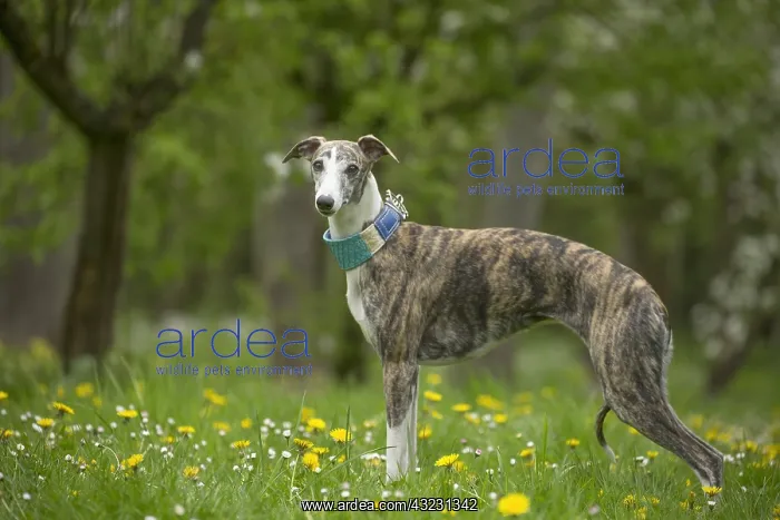  : Whippet Dog