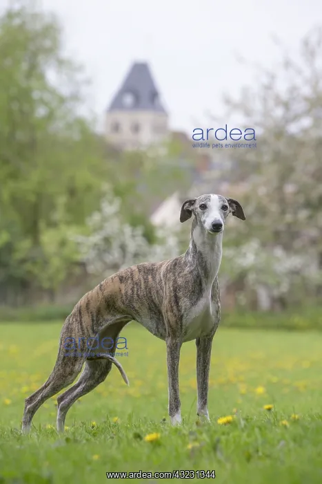 : Whippet Dog