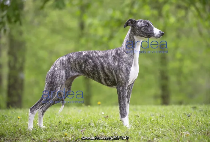  : Whippet Dog