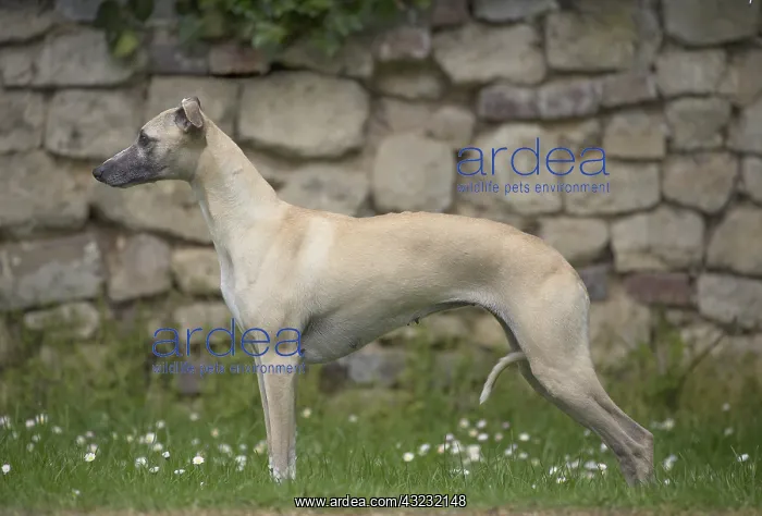  : Whippet Dog