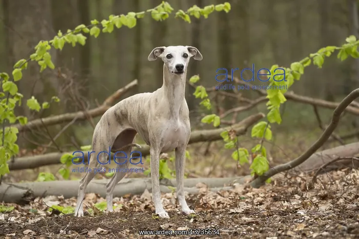  : Whippet Dog