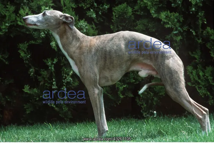 : WHIPPET DOG : WHIPPET DOG
