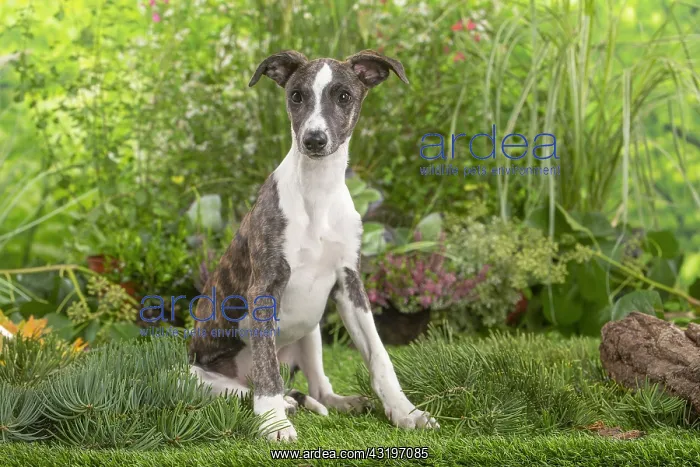 : Whippet dog outdoors : Whippet dog outdoors