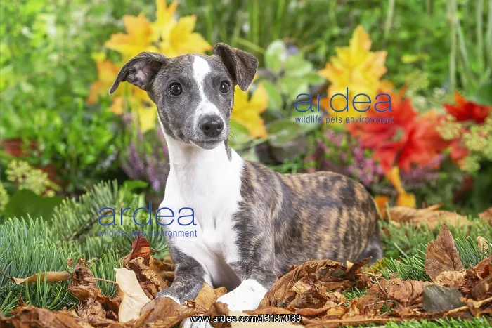 : Whippet dog outdoors : Whippet dog outdoors