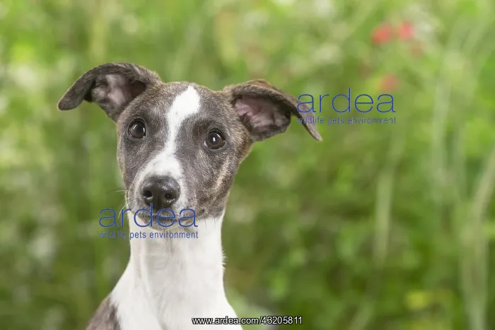 : Whippet dog outdoors : Whippet dog outdoors