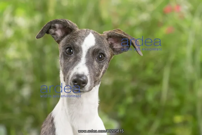  : Whippet dog outdoors