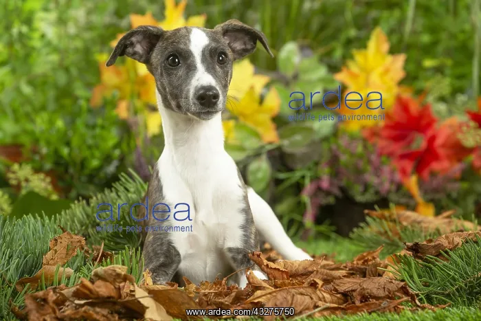 : Whippet dog outdoors : Whippet dog outdoors