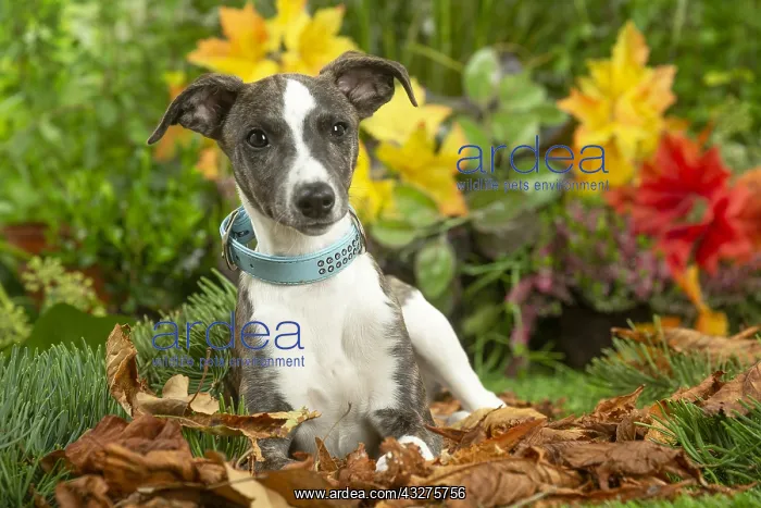 : Whippet dog outdoors : Whippet dog outdoors