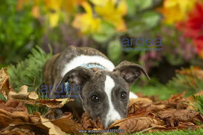  : Whippet dog outdoors