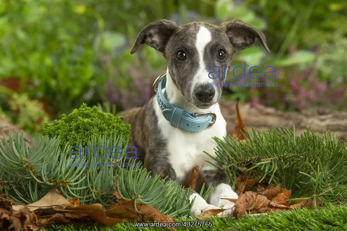 : Whippet dog outdoors : Whippet dog outdoors