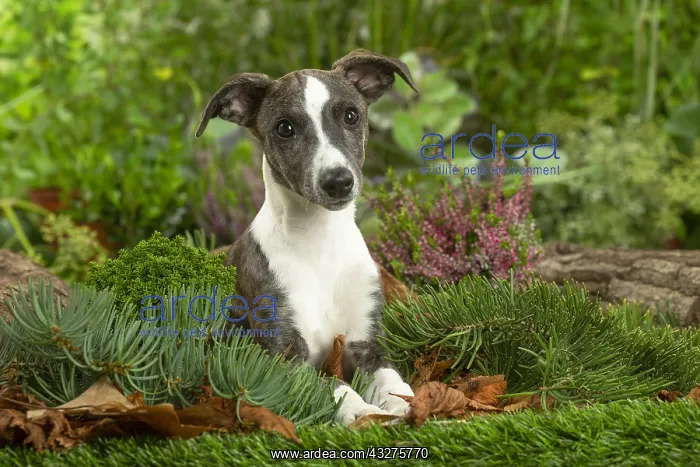 : Whippet dog outdoors : Whippet dog outdoors