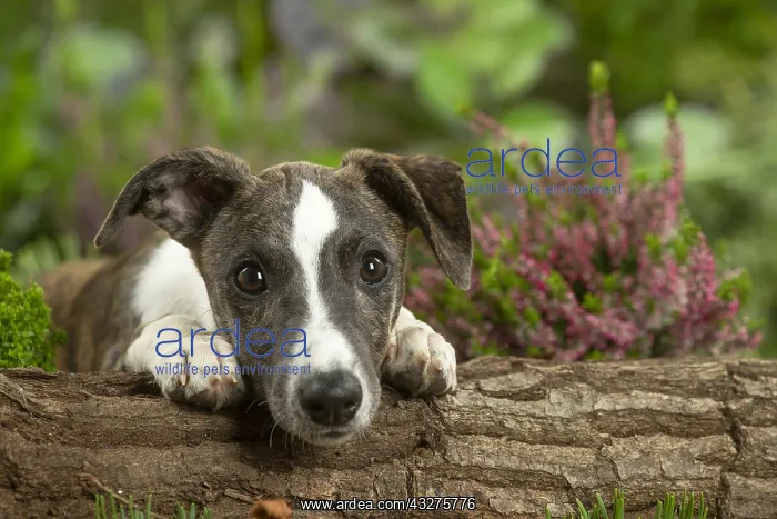 : Whippet dog outdoors : Whippet dog outdoors