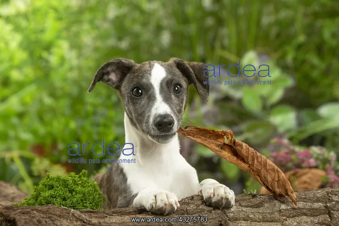 : Whippet dog outdoors : Whippet dog outdoors