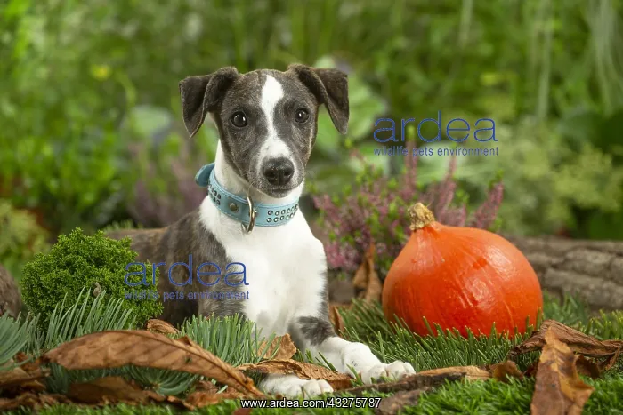 : Whippet dog outdoors : Whippet dog outdoors