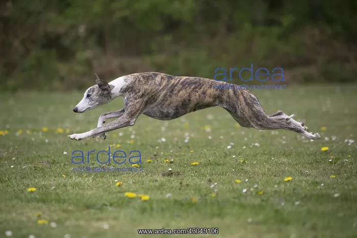  : Whippet Dog running