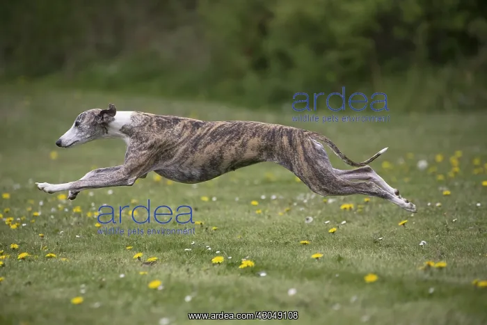  : Whippet Dog running