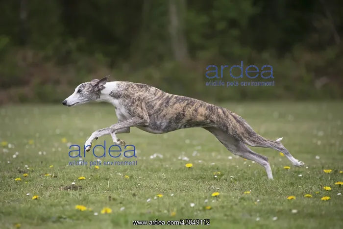  : Whippet Dog running