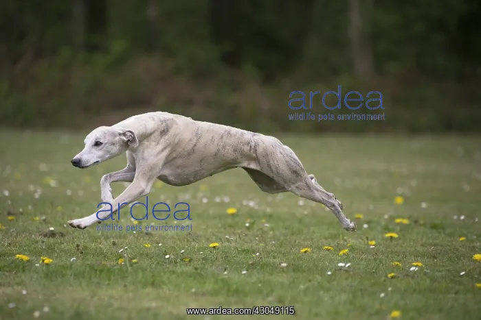  : Whippet Dog running