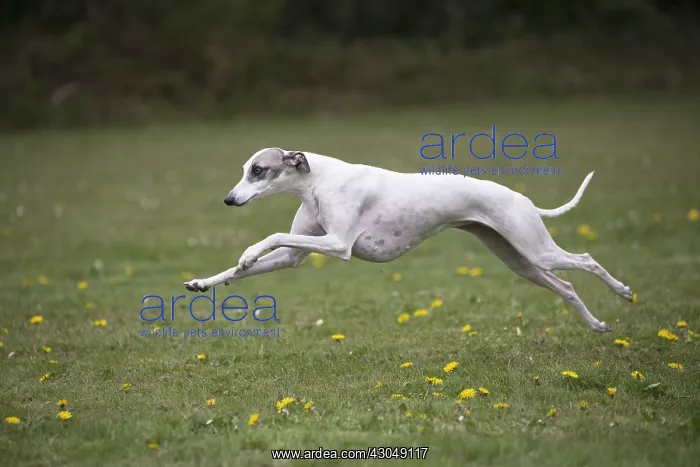  : Whippet Dog running