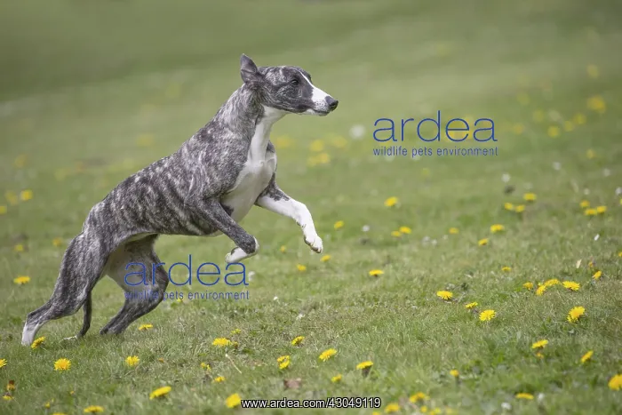  : Whippet Dog running