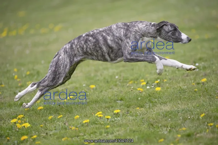 : Whippet Dog running
