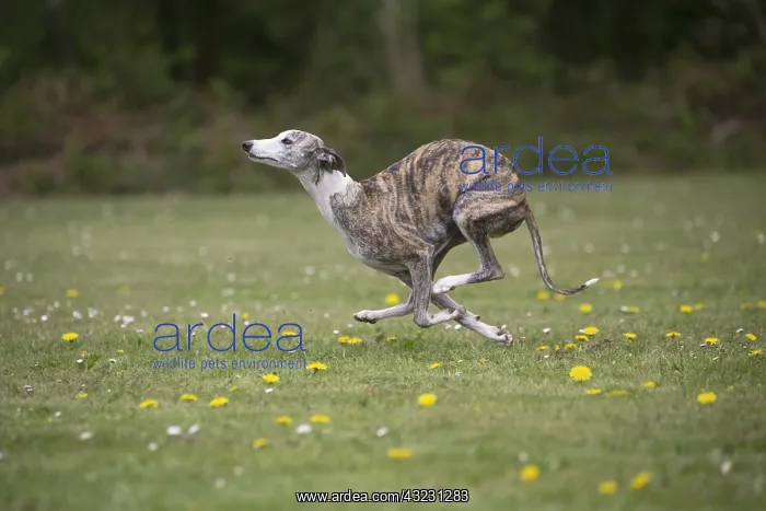  : Whippet Dog running