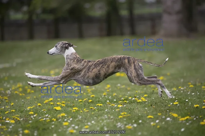  : Whippet Dog running