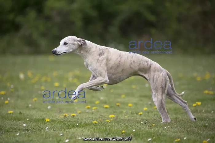  : Whippet Dog running