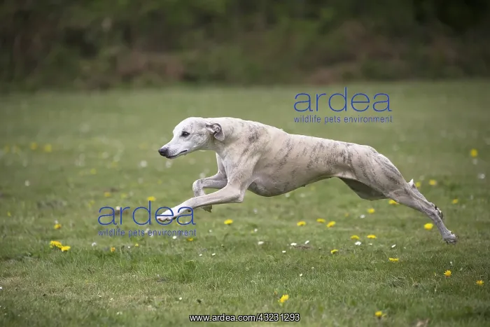  : Whippet Dog running