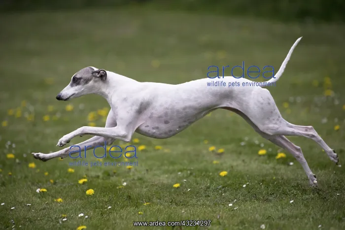  : Whippet Dog running