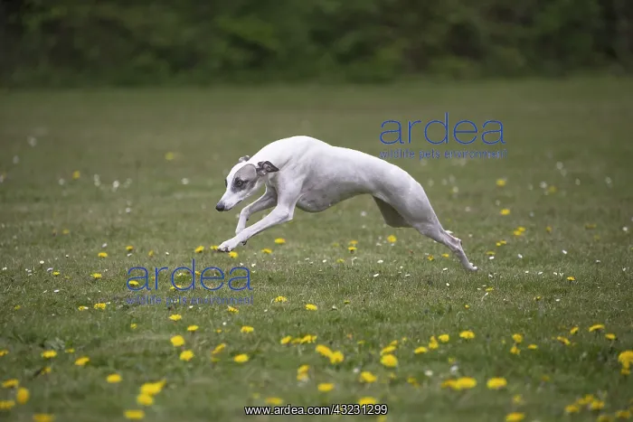 : Whippet Dog running