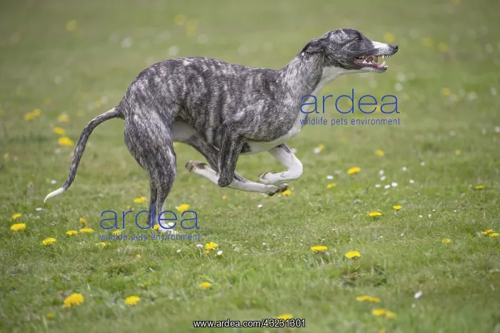  : Whippet Dog running