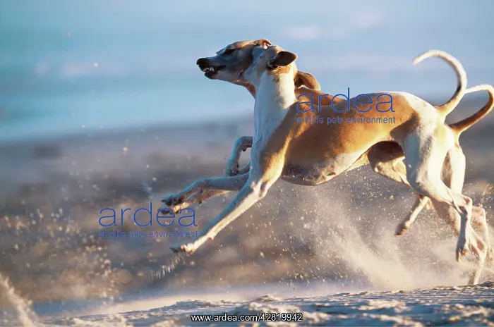 : Whippet DOGS - fighting in mid-air leap on sandy beach : Whippet DOGS - fighting in mid-air leap on sandy beach