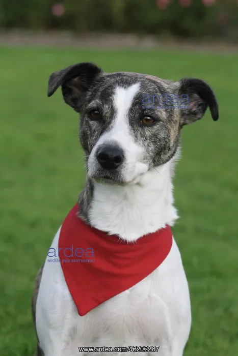 : Whippet - Jack Russell Terrier hybrid, portrait : Whippet - Jack Russell Terrier hybrid, portrait