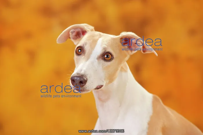 : Whippet, male, animal portrait : Whippet, male, animal portrait