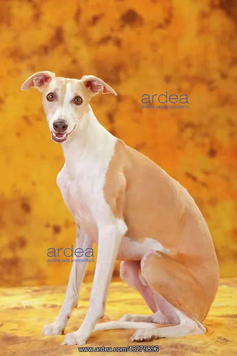 : Whippet, male, sitting : Whippet, male, sitting