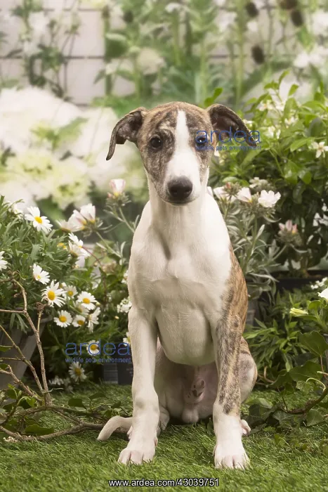 : Whippet puppy outside in the garden : Whippet puppy outside in the garden