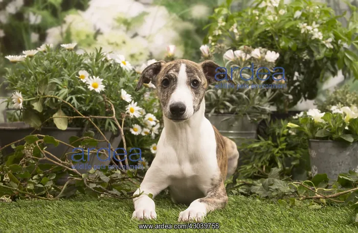 : Whippet puppy outside in the garden : Whippet puppy outside in the garden