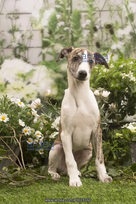 : Whippet puppy outside in the garden : Whippet puppy outside in the garden