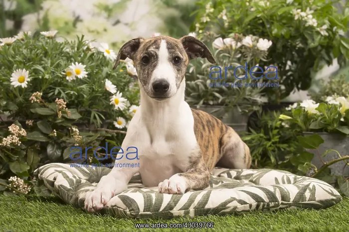 : Whippet puppy outside in the garden : Whippet puppy outside in the garden