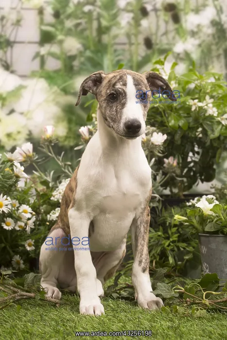 : Whippet puppy outside in the garden : Whippet puppy outside in the garden