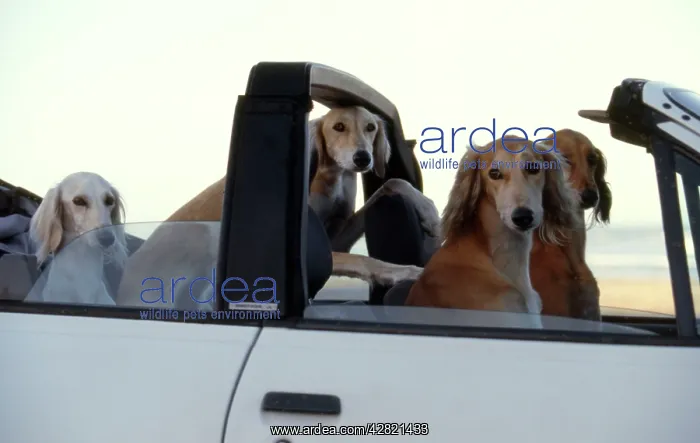 : Whippets in Car - Disciplined whippets await the : Whippets in Car - Disciplined whippets await the