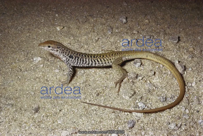 : Whiptail Lizard : Whiptail Lizard