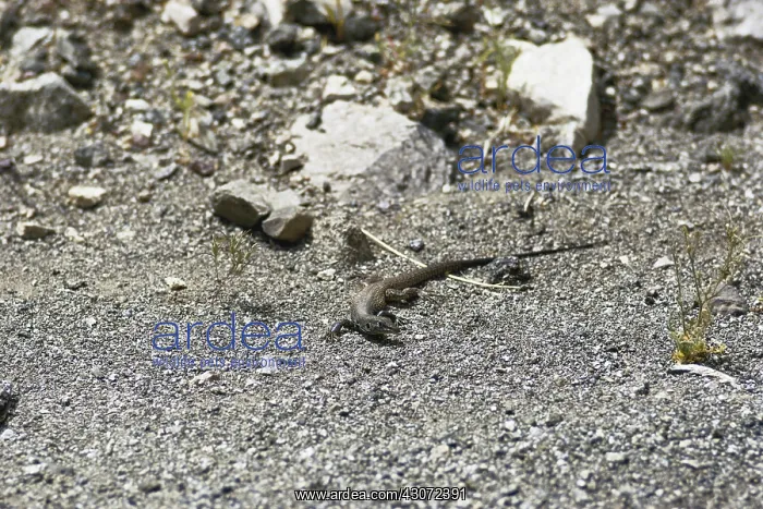 : Whiptail Lizard : Whiptail Lizard