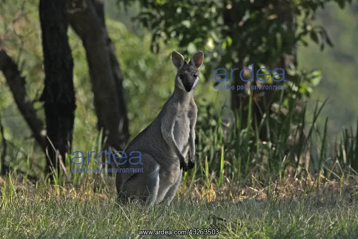  : Whiptail-Wallaby