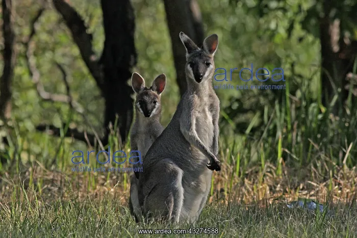  : Whiptail Wallaby