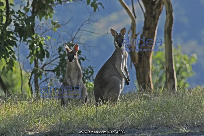  : Whiptail Wallaby